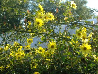 SUNDIAL GARDEN